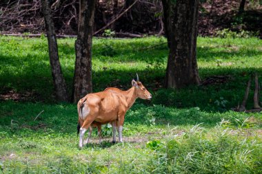 Otlaktaki Bos javanicus