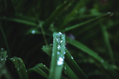 Sabah çimlerin üzerinde çiy tanesinin yakın çekimi