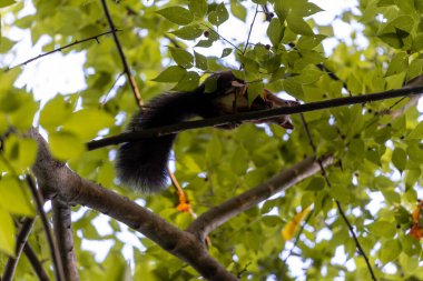 Bir ağaçta sincap oturuyor ve ormanda yiyecek arıyor. Alt görünüm.
