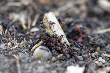 Yerdeki bir grup karınca yiyecek aramak için yakınlaşır. Sığ alan derinliği.