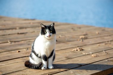 Siyah beyaz bir kedi portresi, etrafa bakınıyor.