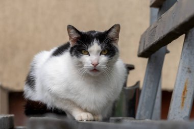 Sokak kedisinin yakın plan portresi.