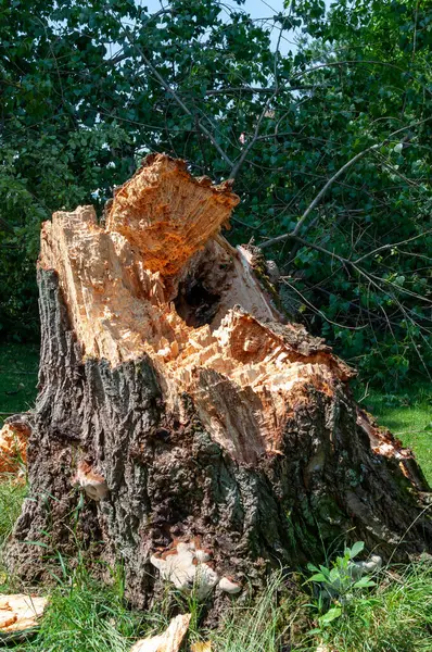 Broken tree trunk by a storm in a park