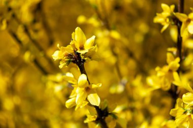 Çiçekli ağaç dalları, çiçek açan ağaç.