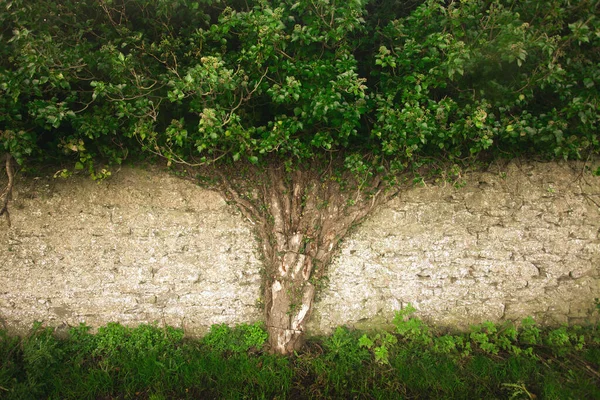 Tree Life Concept Wall Old Ballygrennan Castle Bruff County Limerick — Stock Photo, Image