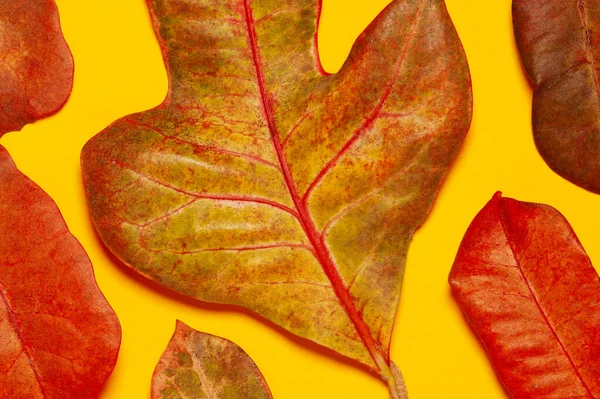 Botanische Kunst Herbarium Concept Verse Rode Bruine Bladeren Gele Achtergrond Stockfoto