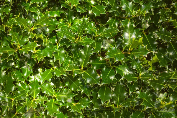 Ilex Aquifolium Holly Slow Growing Evergreen Tree Spiky Leaves Outdoor — Stock Photo, Image