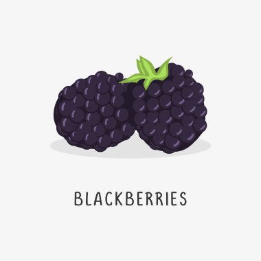 Blackberry vektör düz illüstrasyon, beyaz arkaplan izole