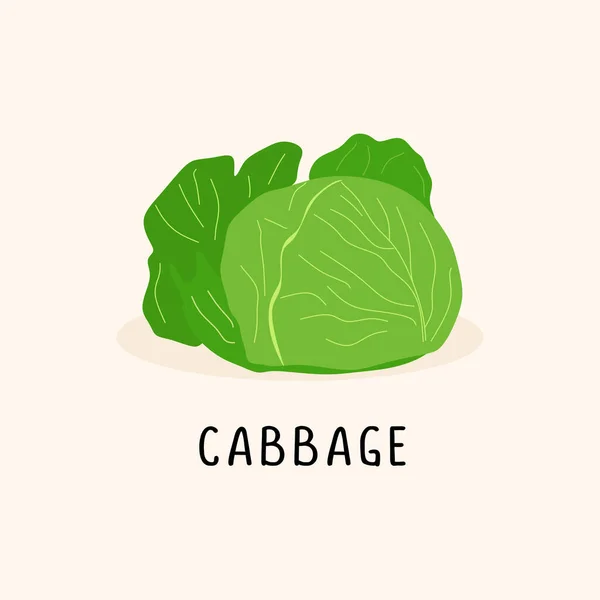 Cabbage Vector Flat Illustration Isolated White Background — Stock Vector