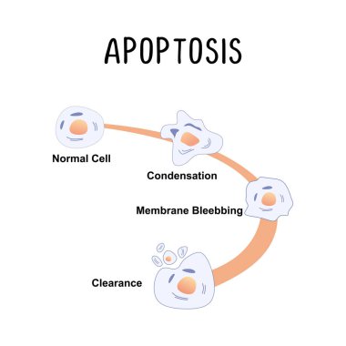 Apoptosis (Programmed Cell Death): The natural process of cell death that occurs in a controlled and organized manner, often disrupted in cancer cells. clipart