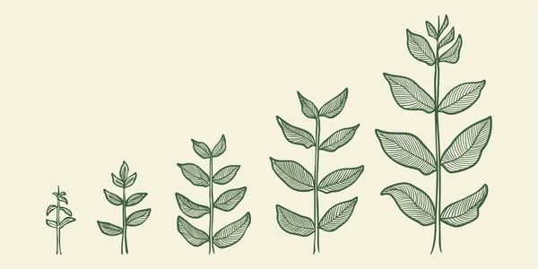 植物の成長段階ベクトル 白地に隔離された手描きの彫刻スタイルのイラスト — ストックベクタ