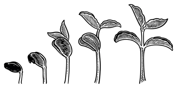 Plantas Crecimiento Vector Etapas Dibujo Mano Grabado Estilo Ilustración Aislado — Vector de stock