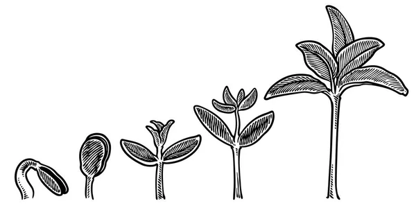 Plantaardige Groeistadia Vector Handtekening Graveren Stijl Illustratie Geïsoleerd Witte Achtergrond — Stockvector