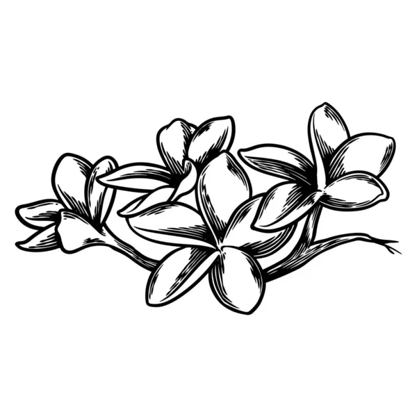 Ręcznie Rysowane Kwiat Botaniczny Rysunek Frangipani Izolowane Białym Tle — Wektor stockowy