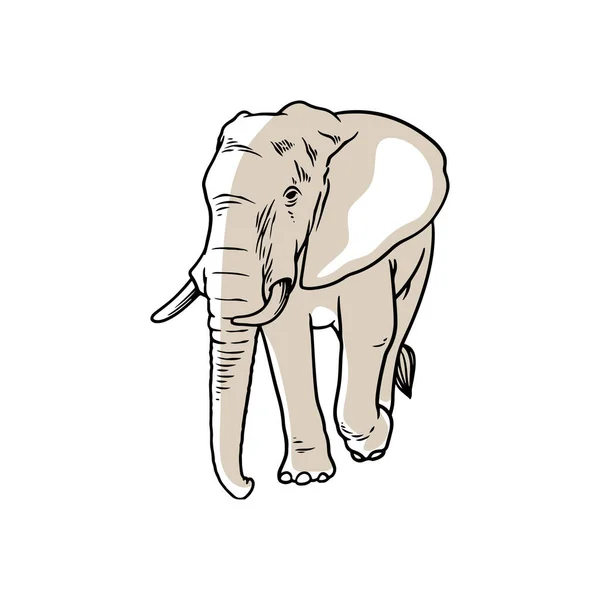 Elephant Hand Tekening Schets Vector — Stockvector