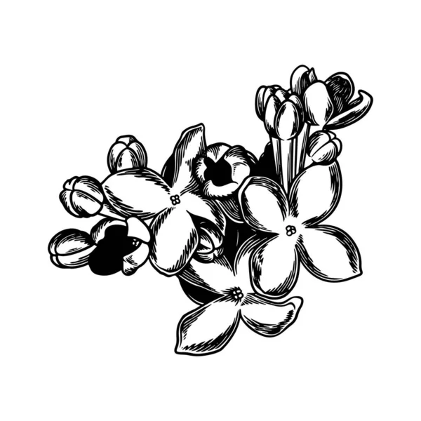 Ręcznie Rysowany Kwiat Botaniczny Rysunek Liliowy Izolowany Białym Tle — Wektor stockowy