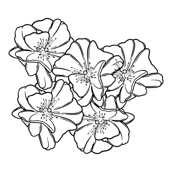 Ręcznie Rysowane Kwiat Botaniczny Rysunek Sakura Izolowane Białym Tle — Wektor stockowy