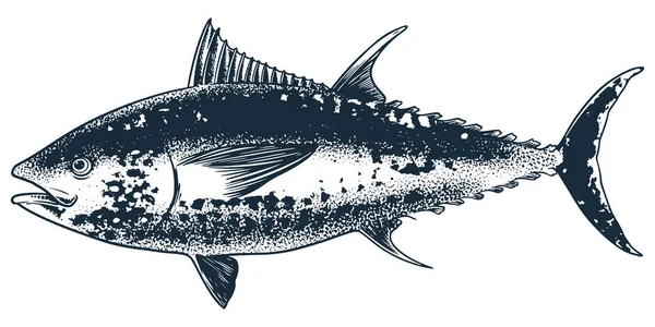Seafood Animal Atum Gravura Desenho Vetor Desenho Mão Estilo Vintage —  Vetores de Stock