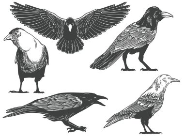 Beyaz arkaplana izole edilmiş siyah-beyaz oymacılıkta farklı açılardan çizilmiş bir karga. Karga kuş vektör çizimi.