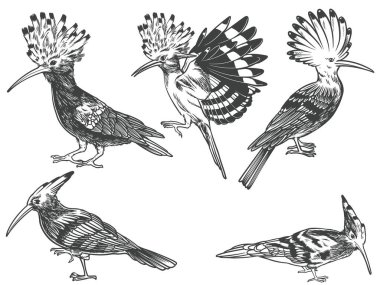 Hoopoe kuşunun el resmi, beyaz arka planda izole edilmiş siyah ve beyaz oymacılıkta farklı açılardan görülüyor. Hoopoe kuş vektör çizimi.