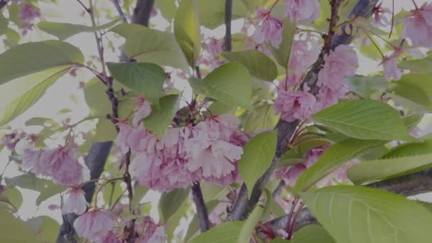 Kvetoucí Květiny Sakura Strom Jaře Detailní Záběr — Stock video