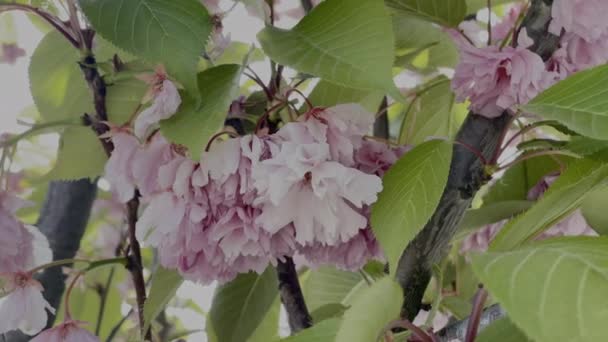 Close Flores Florescendo Árvore Sakura Primavera Movimento Lento — Vídeo de Stock