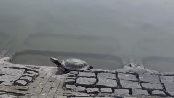 Żółw Jeziorny Pławiący Się Promieniach Zachodu Słońca — Wideo stockowe