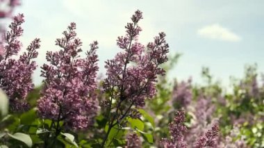 Çiçek açan leylak ağacının dalları rüzgarda sallanıyor. Bahçedeki leylak dalı.