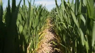 Tarlada yeşil buğday filizleri. Tarım çiftliği.