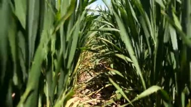 Tarlada yeşil buğday filizleri. Yeşil buğday filizleri rüzgarda sallanıyor. Tarım çiftliği.