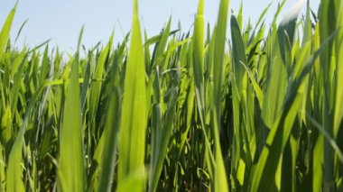 Tarım çiftliği. Tarladaki yeşil buğday filizlerini kapatın. Seçici odak.