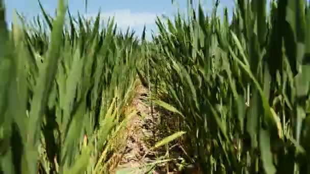 Rows Green Wheat Sprouts Field Agriculture Farm — Stock Video
