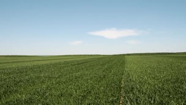 Mezőgazdasági Farm Zöldbúzacsírák Sorai Mezőn — Stock videók
