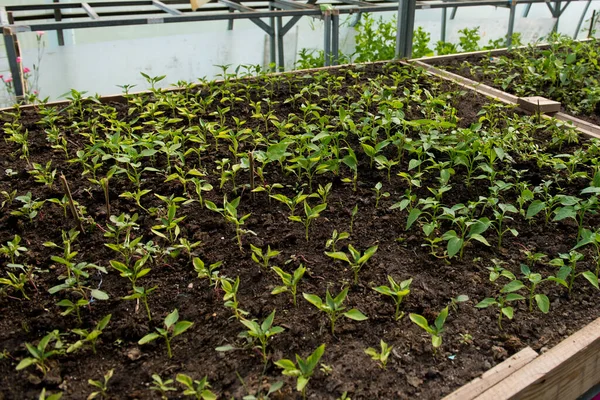 Seedlings Greenhouse Selective Focus — Stock Photo, Image