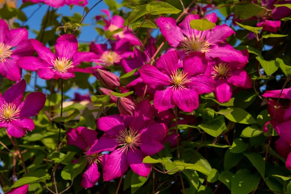 Purpurowe Połówki Ogrodzie Zbliżenie Kwiatu Skupienie Selektywne — Zdjęcie stockowe