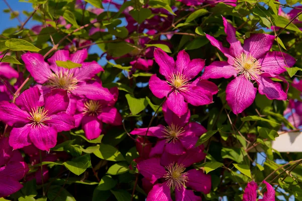 Purpurowe Połówki Ogrodzie Zbliżenie Kwiatu Skupienie Selektywne — Zdjęcie stockowe