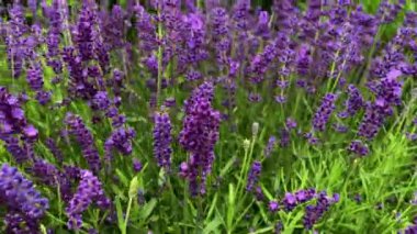 Tarlada parlak lavanta çiçeklerindeki arılar. Yakın plan.