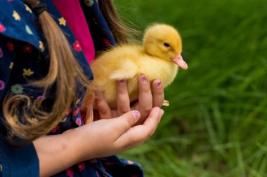 Küçük kız bahçede küçük bir ördek yavrusu tutuyor. Ellerindeki sarı ördek yavrusu. Yakın plan..