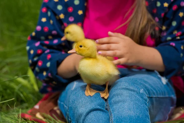 stock image Little girl holding small ducklings in the garden. Close-up. Yellow duckling in her hands.