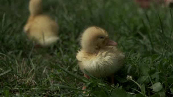 三只黄色的小鸭在草坪上游泳后晒干了 有选择的重点 后续行动 — 图库视频影像