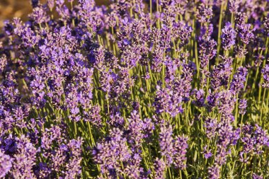 Yumuşak odak çiçek, güzel lavanta çiçek çiçeklenme.