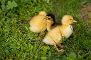 Bahçede üç küçük ördek yavrusu. Seçici odak.