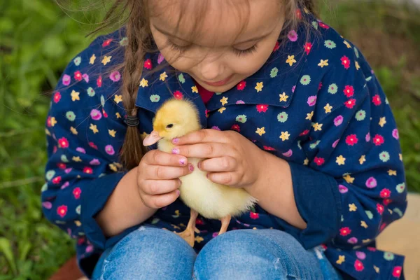 Bahçede Küçük Ördek Yavruları Tutan Küçük Bir Kız Yakın Plan — Stok fotoğraf
