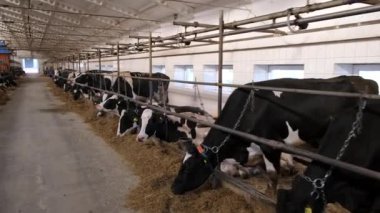 Ahırdaki inekler ayakta yemek yiyorlar..