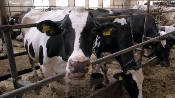Una Vaca Blanca Negra Para Granero Mira Cámara — Vídeos de Stock