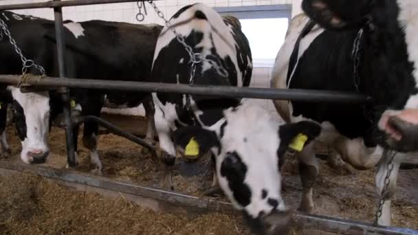 Una Vaca Blanca Negra Para Granero Mira Cámara — Vídeos de Stock
