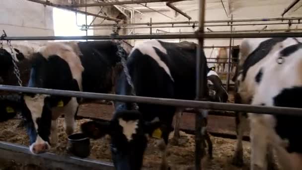 Les Vaches Dans Grange Sont Debout Autour Manger — Video