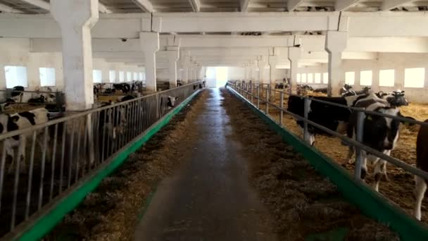 Panoramisch Uitzicht Het Binnenland Van Koeienboerderij Koeien Kalveren Boerderij — Stockvideo