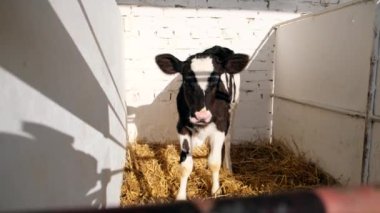 Kalemdeki siyah beyaz inek yavrusu..