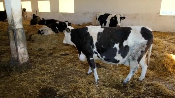 Una Gran Vaca Embarazada Blanca Negra Camina Corral Una Granja — Vídeos de Stock